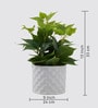 Cissus Pot Plant