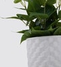 Cissus Pot Plant