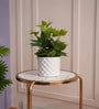 Cissus Pot Plant