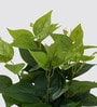 Cissus Pot Plant