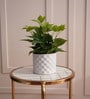 Cissus Pot Plant