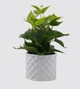 Cissus Pot Plant