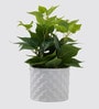 Cissus Pot Plant