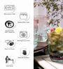Classy 305ml Transparent Glass (Set of 6) Everyday Glasses