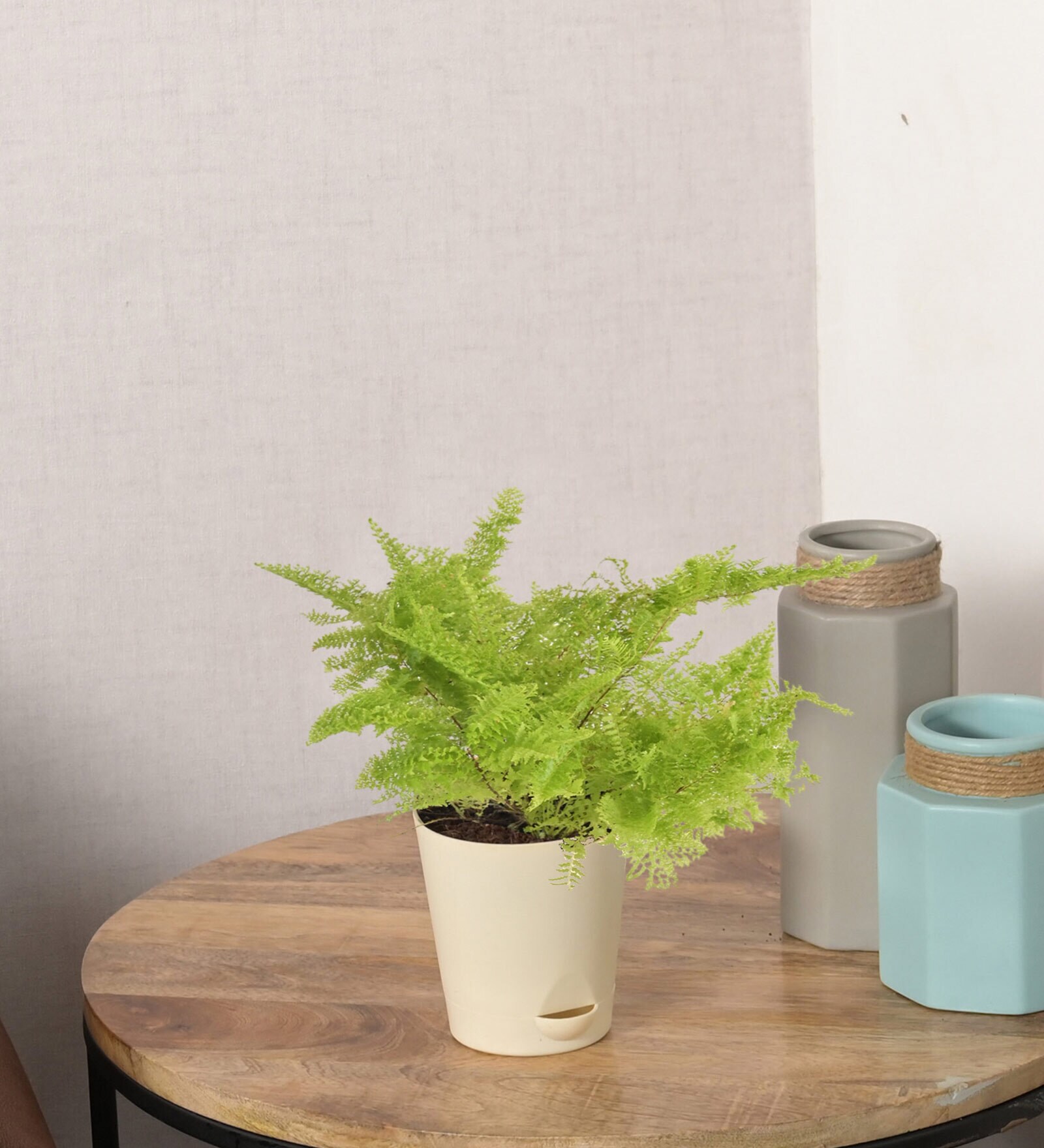 Cotton Candy Fern Natural Plant in White Self Watering Plastic Pot