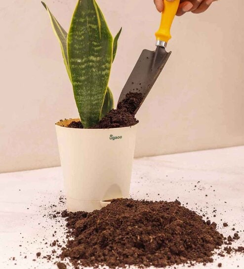 Cow Manure - 10 KG