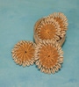 Coastal Jute S/4 Coaster with Shell Border