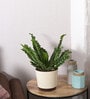 Cobra Fern Natural Plant in White Self Watering Plastic Pot
