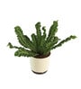 Cobra Fern Natural Plant in White Self Watering Plastic Pot