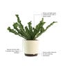 Cobra Fern Natural Plant in White Self Watering Plastic Pot
