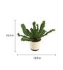 Cobra Fern Natural Plant in White Self Watering Plastic Pot