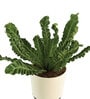 Cobra Fern Natural Plant in White Self Watering Plastic Pot