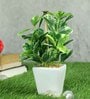Pvc Coin Leaf Leaf Bonsai With White Ceramic Pot Artificial Plants