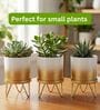 Gold Contemporary Premium Lucas Plant Pot