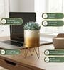 Gold Contemporary Premium Lucas Plant Pot