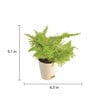 Cotton Candy Fern Natural Plant in White Self Watering Plastic Pot