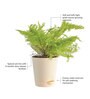 Cotton Candy Fern Natural Plant in White Self Watering Plastic Pot