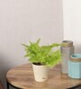 Cotton Candy Fern Natural Plant in White Self Watering Plastic Pot