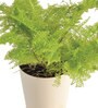 Cotton Candy Fern Natural Plant in White Self Watering Plastic Pot