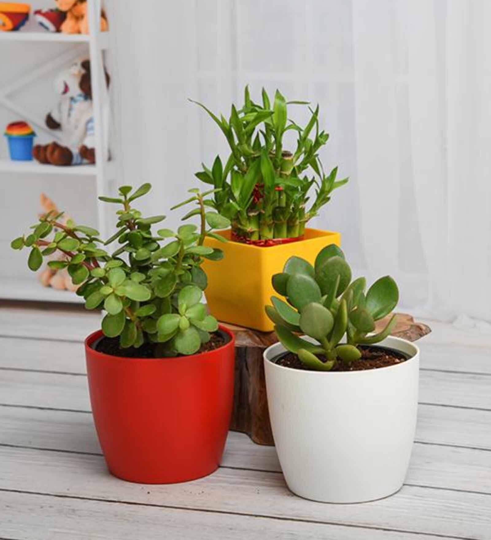 Crasulla, Lucky Bamboo, Jade Natural Plant