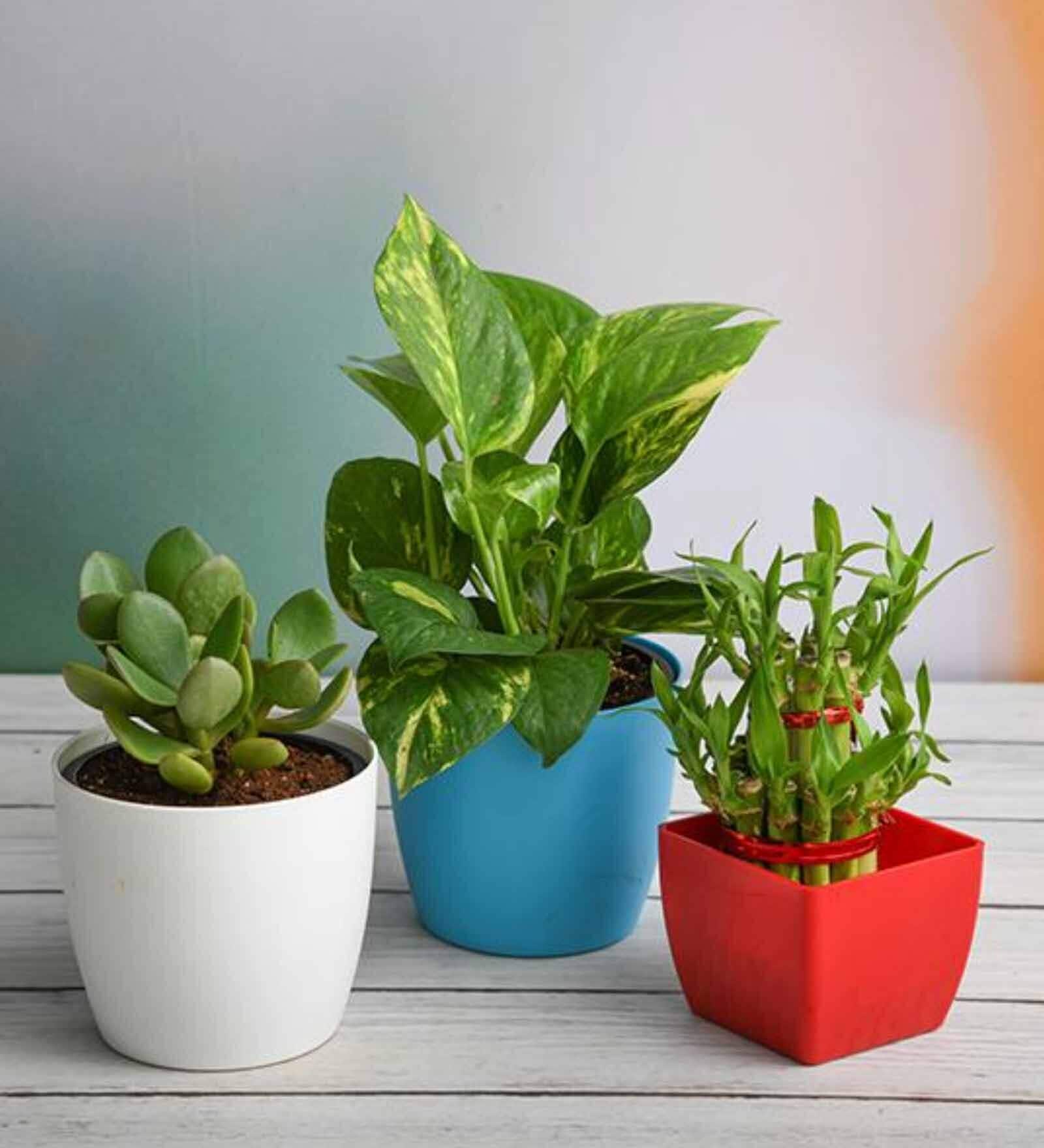 Crasulla, Lucky Bamboo, Money Natural Plant