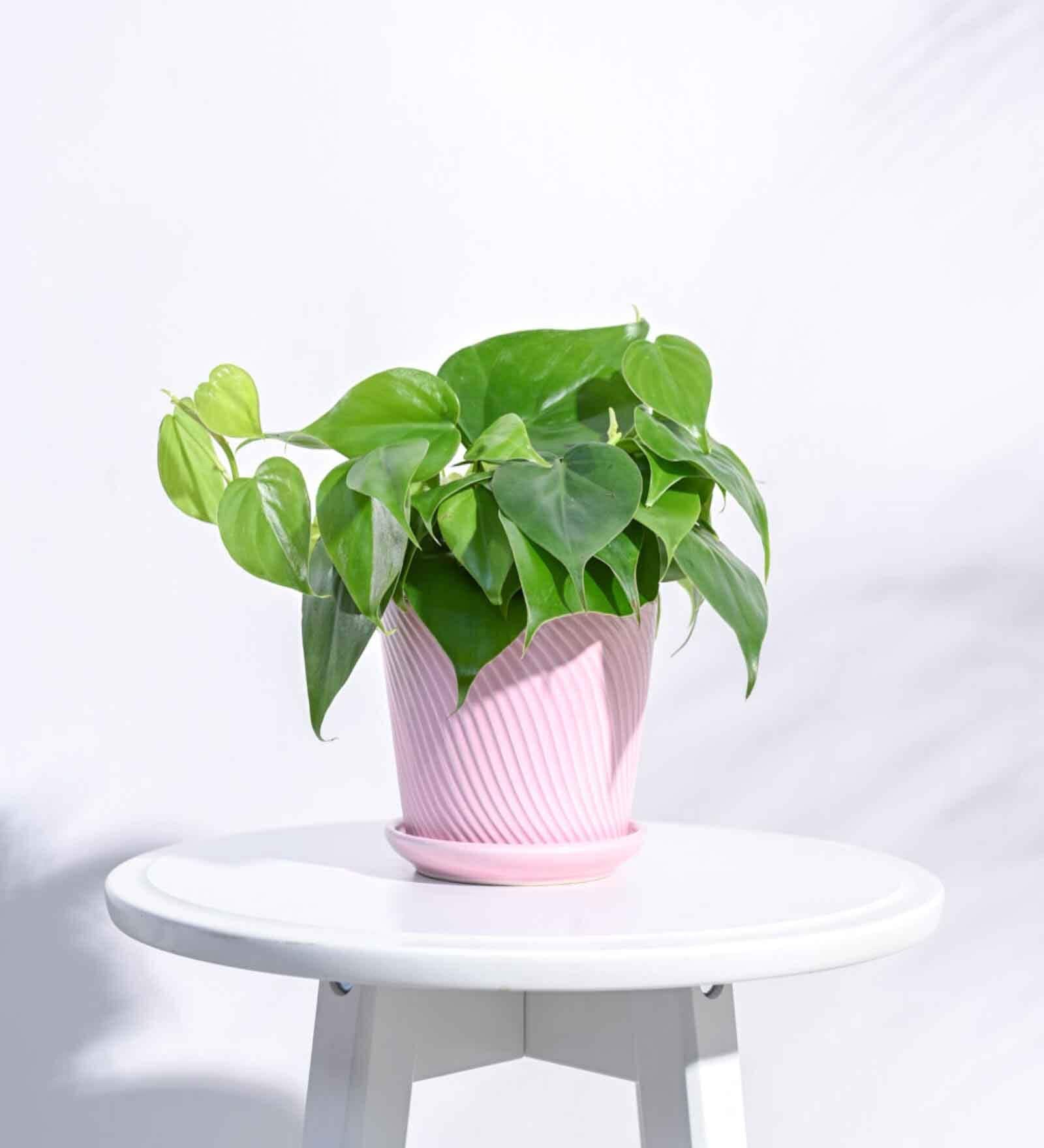 Crepe Pink Ceramic Desk Pot