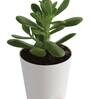 Crassula Ovata Natural Plant In White Self Watering Plastic Pot