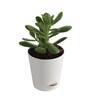 Crassula Ovata Natural Plant In White Self Watering Plastic Pot