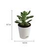 Crassula Ovata Natural Plant In White Self Watering Plastic Pot
