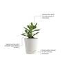 Crassula Ovata Natural Plant In White Self Watering Plastic Pot