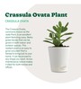Crassula Ovata Natural Plant In White Self Watering Plastic Pot