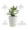 Crassula Ovata Natural Plant In White Self Watering Plastic Pot