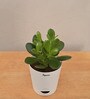 Crassula Ovata Natural Plant In White Self Watering Plastic Pot