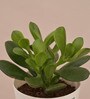 Crassula Ovata Natural Plant In White Self Watering Plastic Pot