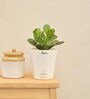 Crassula Ovata Natural Plant In White Self Watering Plastic Pot