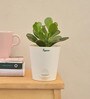 Crassula Ovata Natural Plant In White Self Watering Plastic Pot