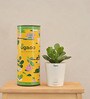 Crassula Ovata Natural Plant In White Self Watering Plastic Pot