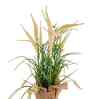 Cream Silk Plastic And Jute Artificial Foxtail Grass Arrangement Flower Bunch With Jute Wrap