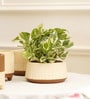 Gardenia Cream Terracotta (Set of 4) Desk Pot