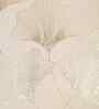 Cream Velvet Floral 16X16 Inches Cushion Covers (Pack of 5)