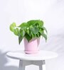Crepe Pink Ceramic Desk Pot