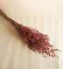 Crimson Charm Red Limonium Dried Flower Bunches (Set of 3)