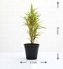 Croton Codiaeums Variegatum With Pot Natural Plant