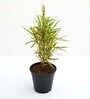 Croton Codiaeums Variegatum With Pot Natural Plant