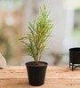 Croton Codiaeums Variegatum With Pot Natural Plant