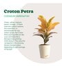Croton Petra Natural Plant In Ivory Self Watering Plastic Pot