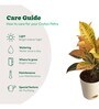 Croton Petra Natural Plant In Ivory Self Watering Plastic Pot