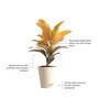 Croton Petra Natural Plant In Ivory Self Watering Plastic Pot