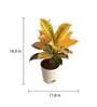 Croton Petra Natural Plant In Ivory Self Watering Plastic Pot