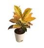 Croton Petra Natural Plant In Ivory Self Watering Plastic Pot